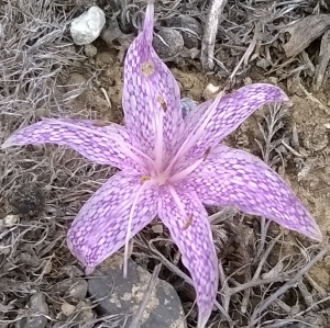 Colchicum variegatum L.